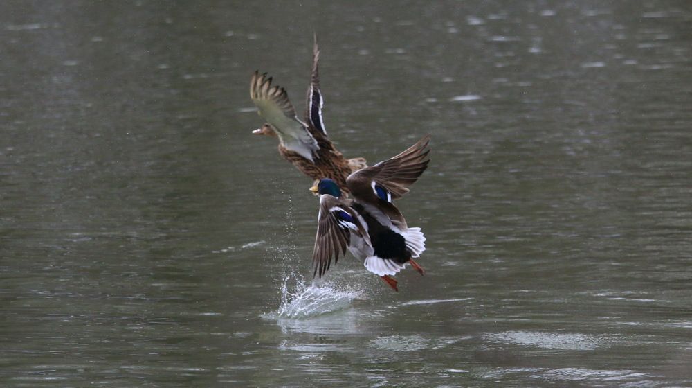 Фотография автора Сергей Кульков