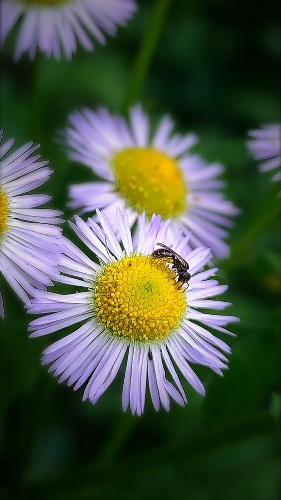 Photograph by Алла Холодова