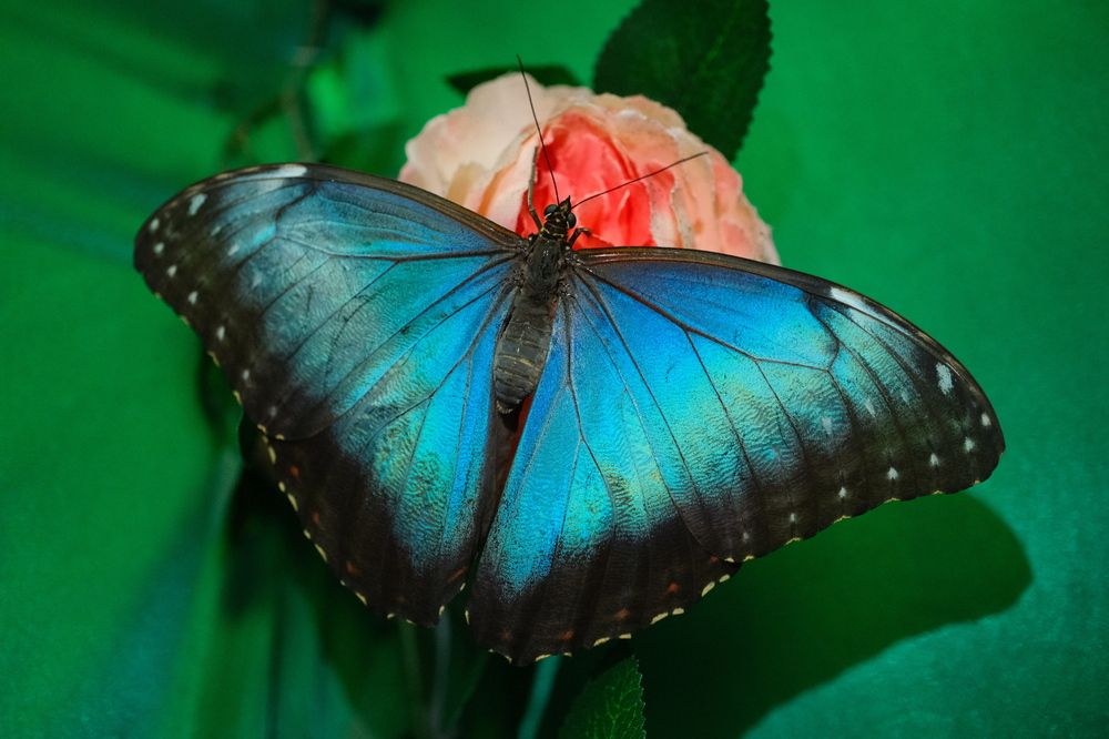 Photograph by Алексей Большаков