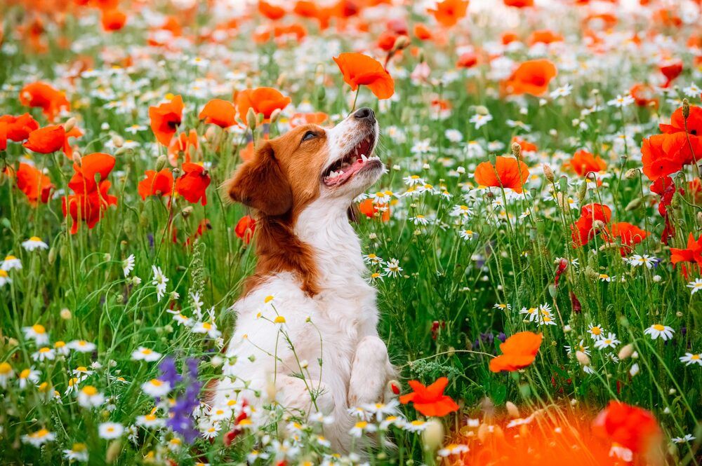 Photograph by Мария Новоселецкая