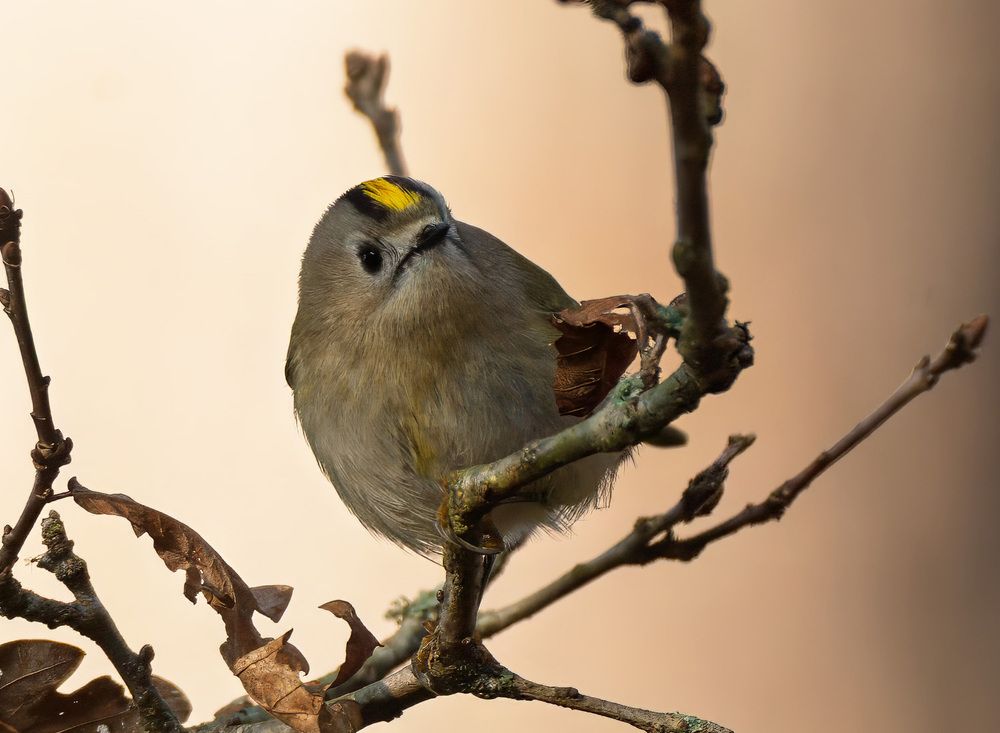goldcrest