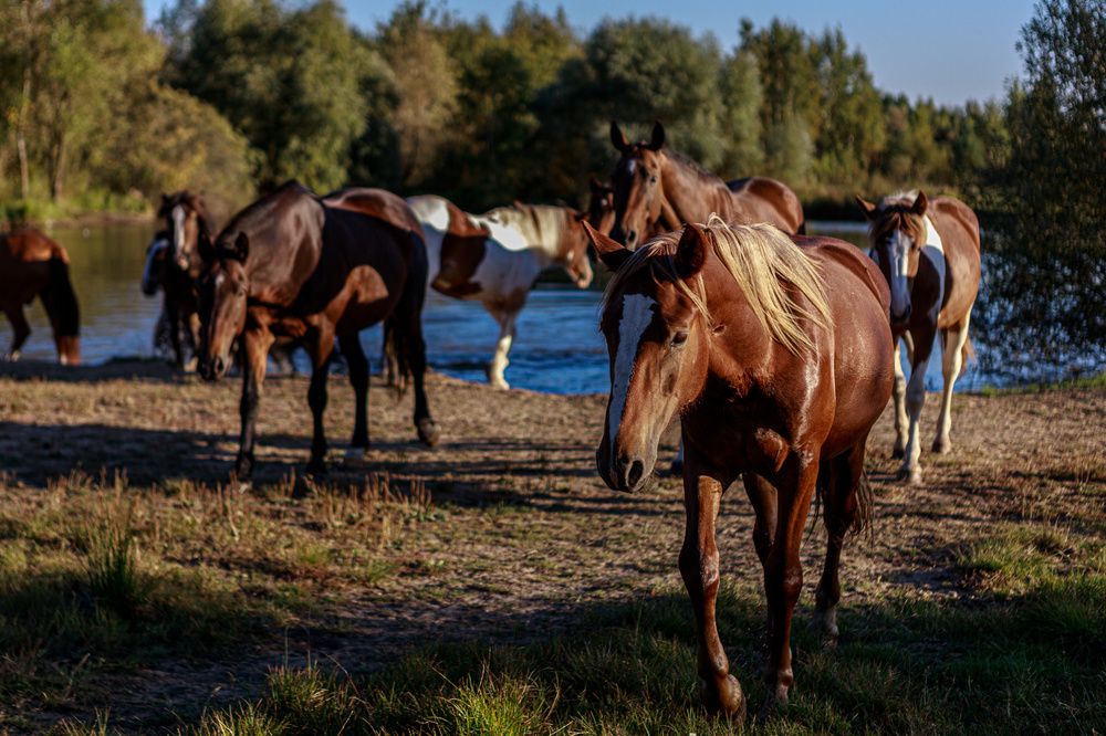 Photograph by Alena Zokinatif Kozlova