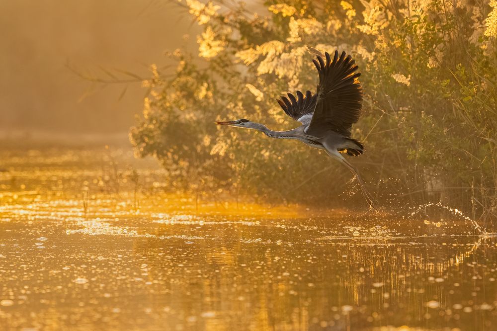 Photograph by DEEPA GIRISH