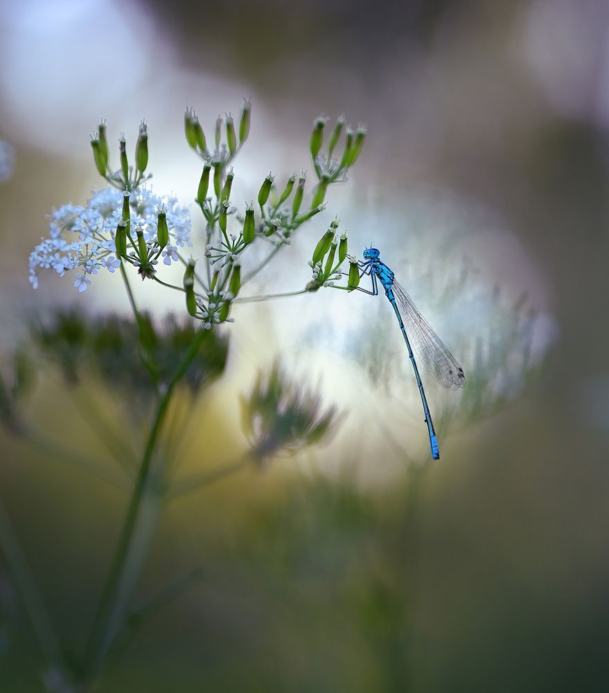 Photograph by S. Dana