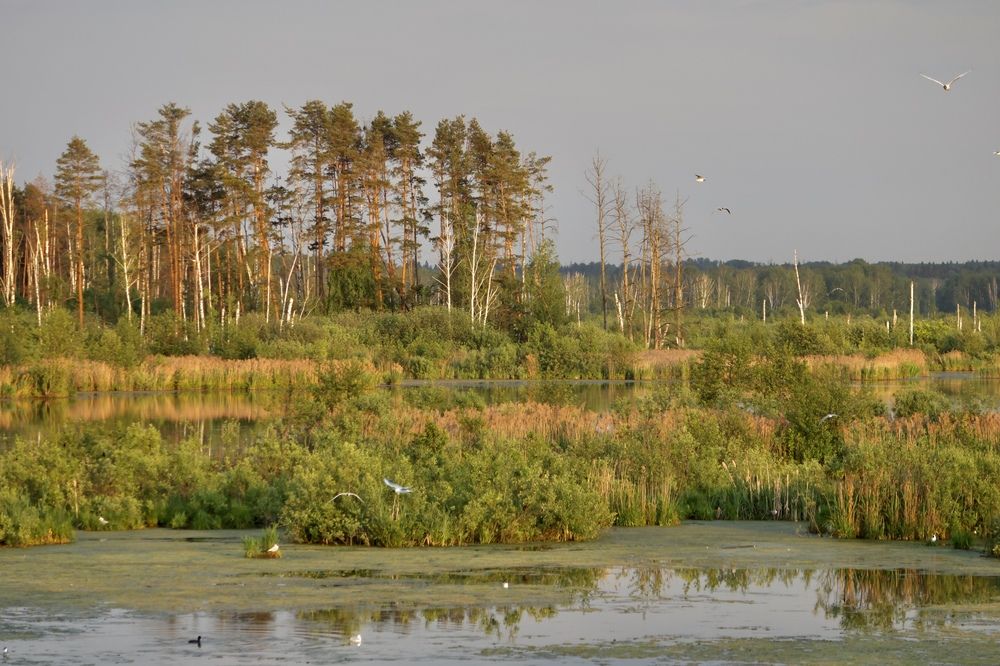 Photograph by Diana Korib