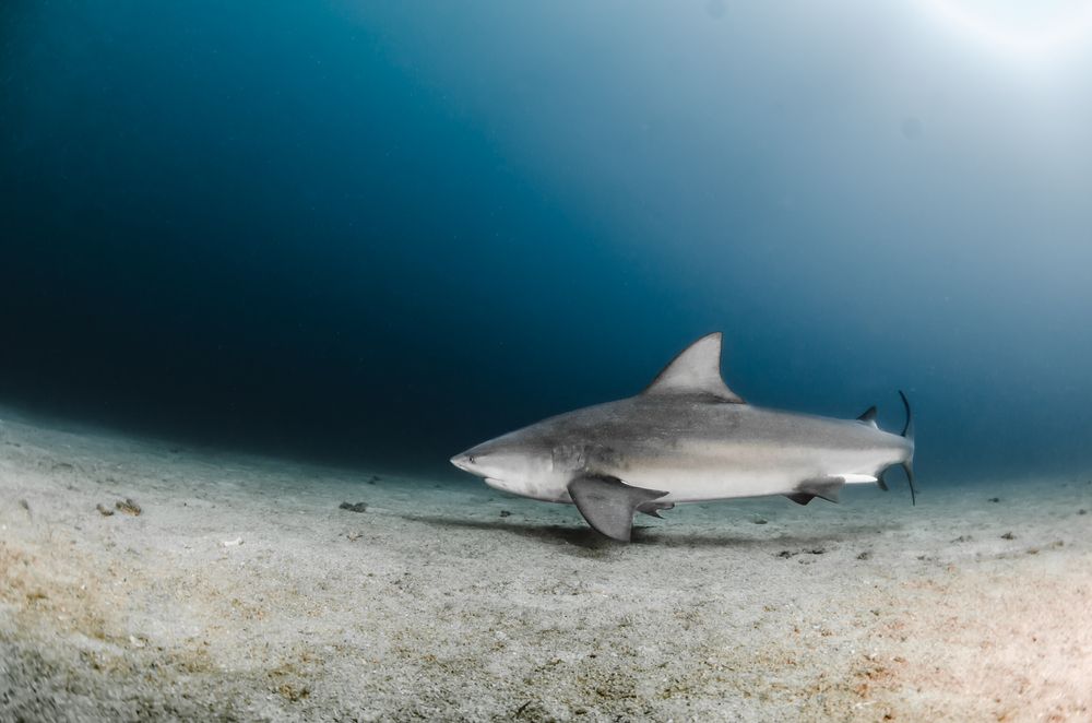 Photograph by ANTONIO RUVER BANDEIRA