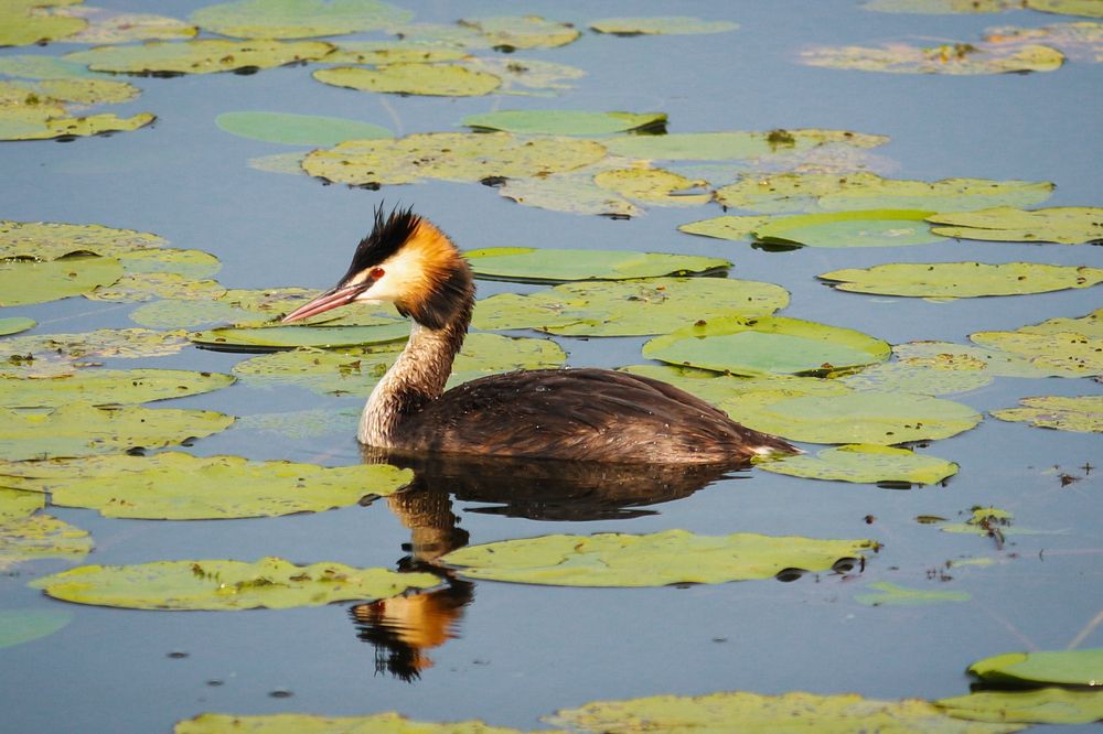 Птички-рыбаки