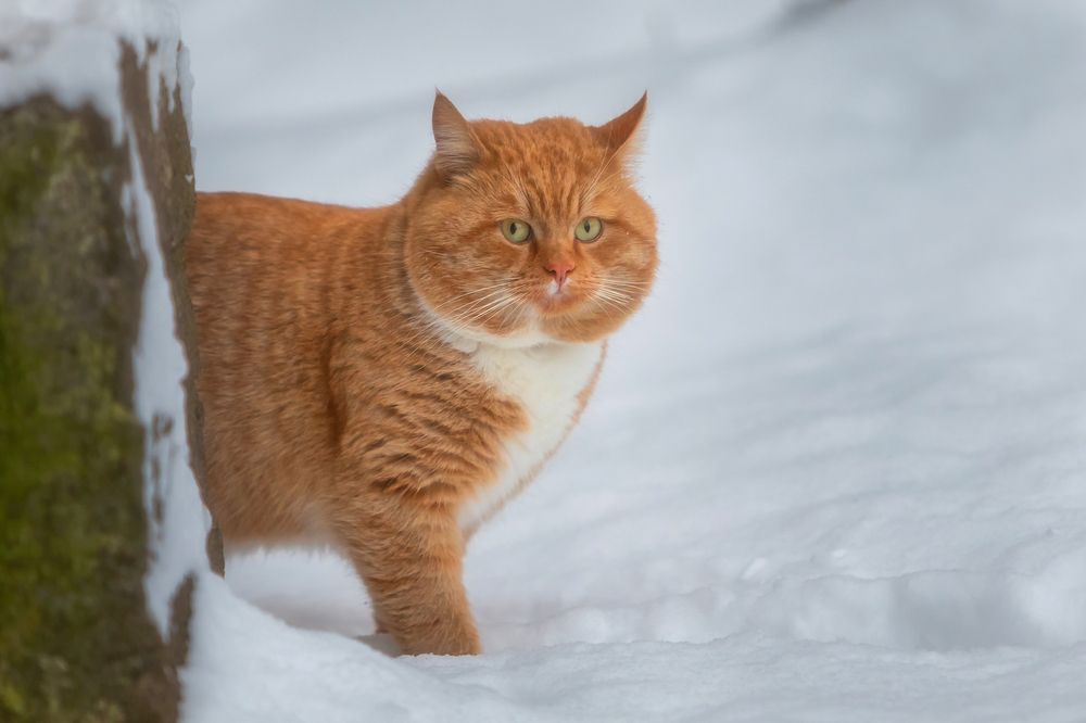 В гостях у Фили