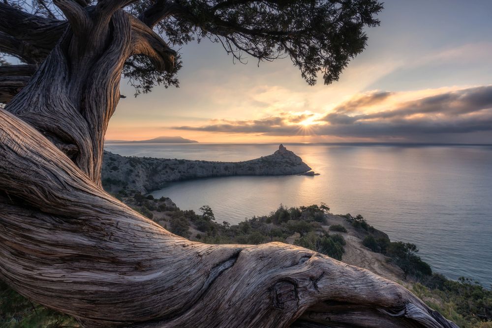 Можжевельники и сосны Нового Света