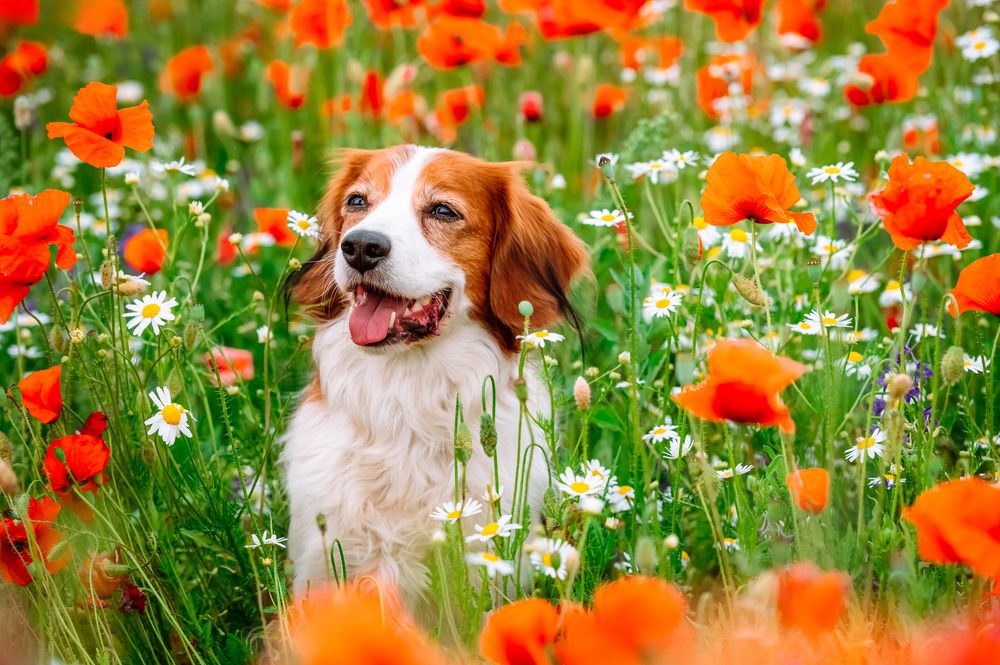 Photograph by Мария Новоселецкая