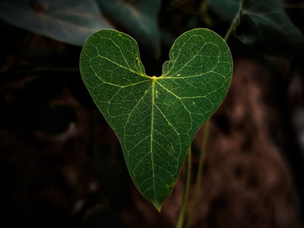 Photograph by Ahmed Diab