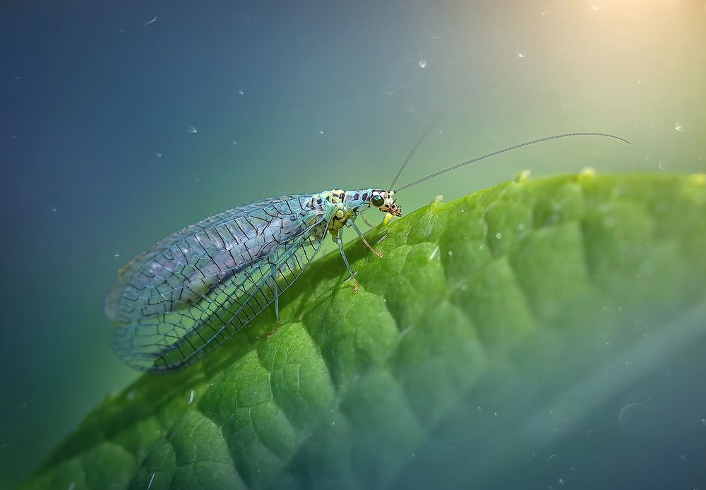 On the edge of a leaf/На краю листика