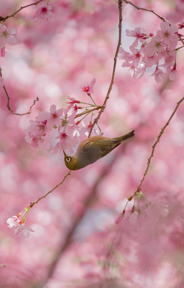 Blossom Feast