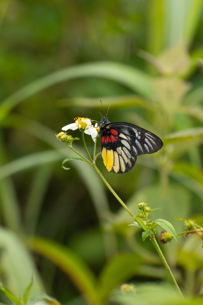 Фотография автора Светлана Зимина