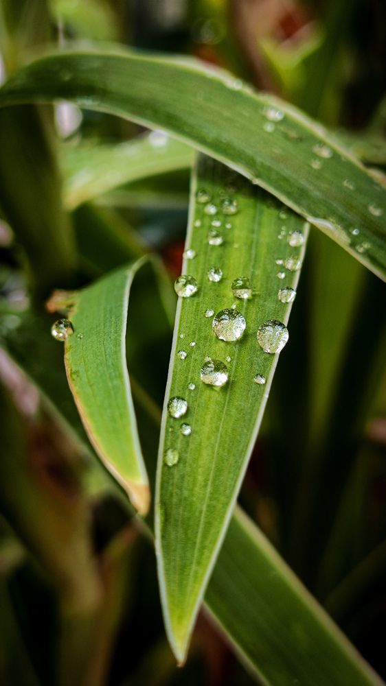 Photograph by RIVALDO BEZERRA