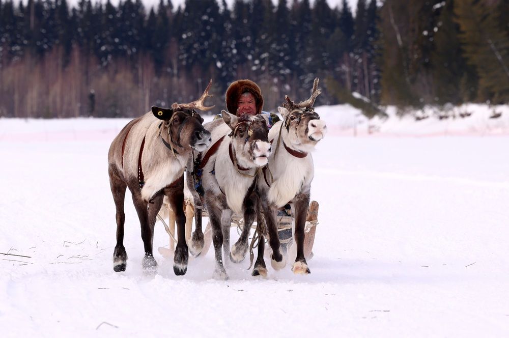 Гонки на оленьих упряжках