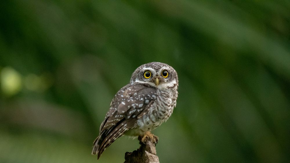 The Curious One.