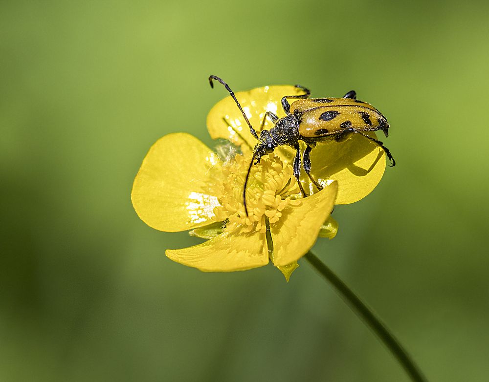 Фотография автора Andrey Pristyazhnyuk