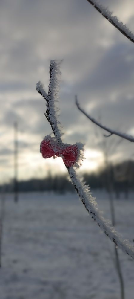 Photograph by Mishel Photographer