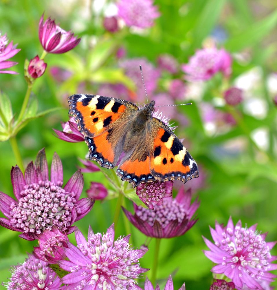 Photograph by Владислав Иопек