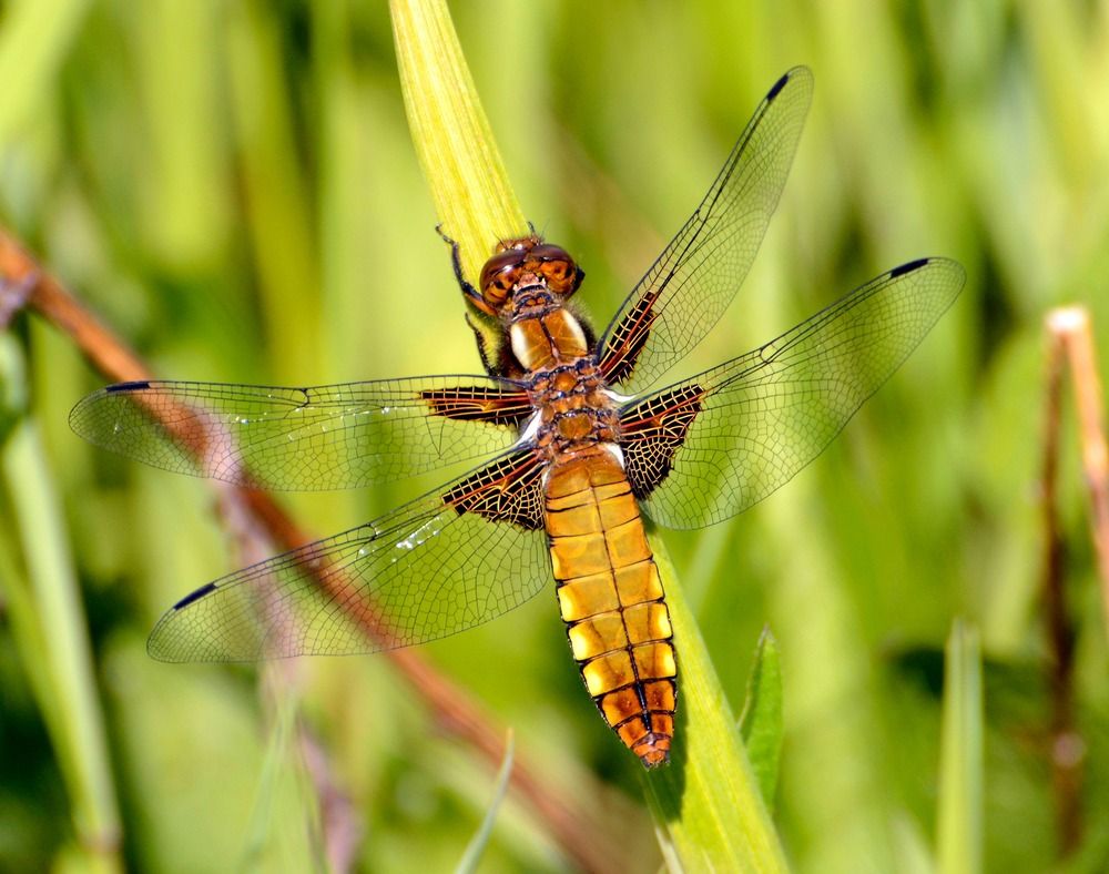 Photograph by Владислав Иопек