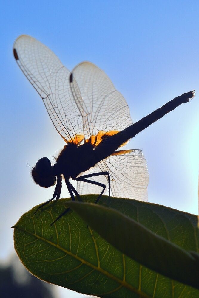 Фотография автора Sheuli Akther