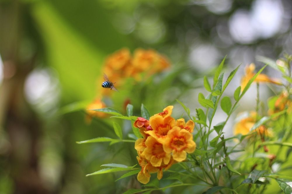 Photograph by Pathum Abeynayake