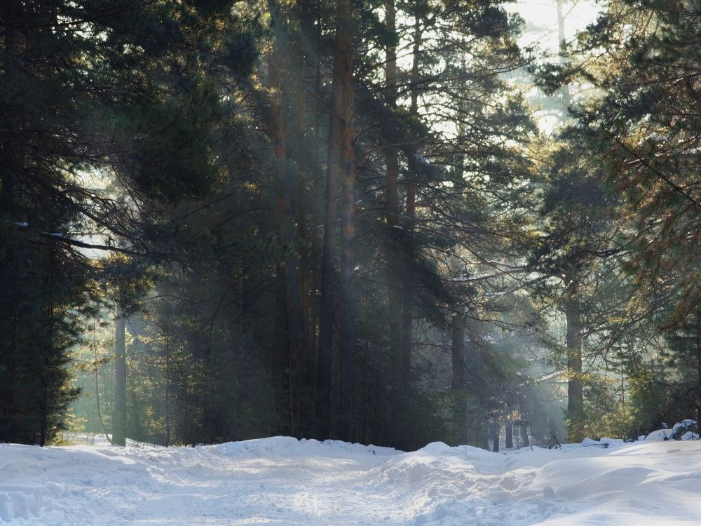 В реликтовом Барнаульском ленточном бору