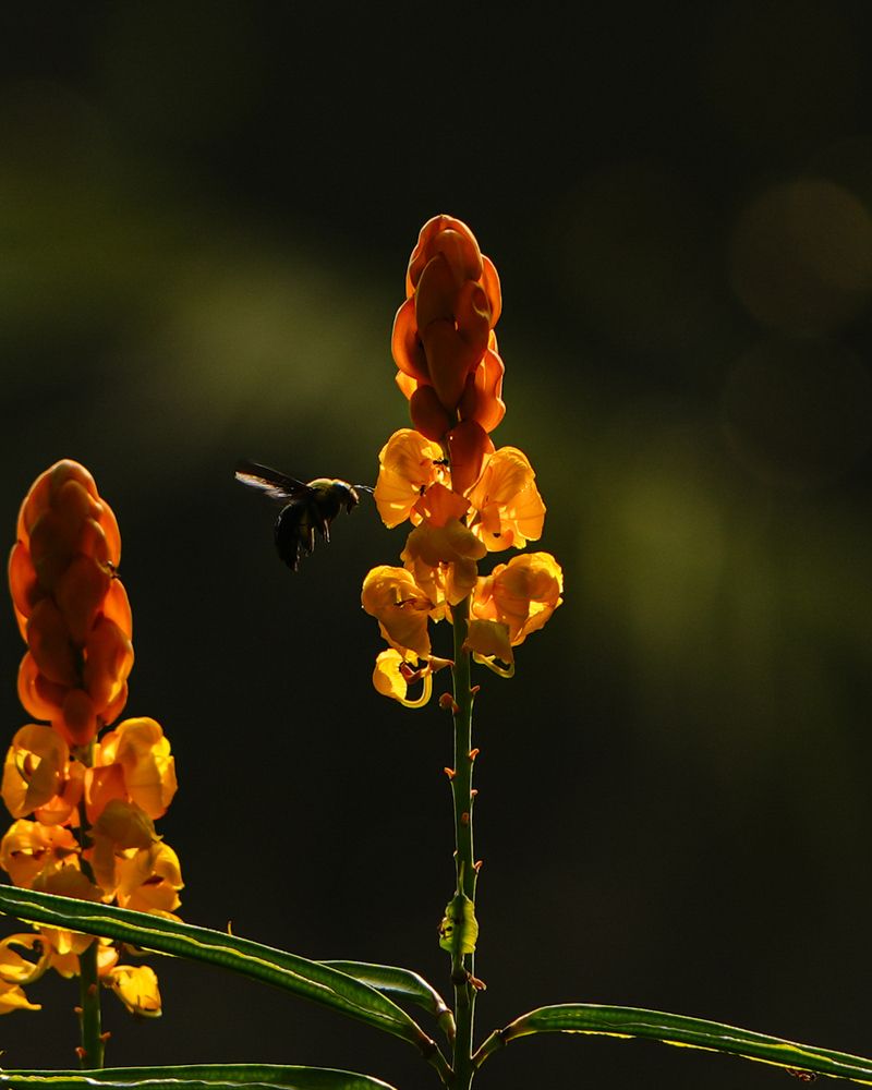 Photograph by Sumi H