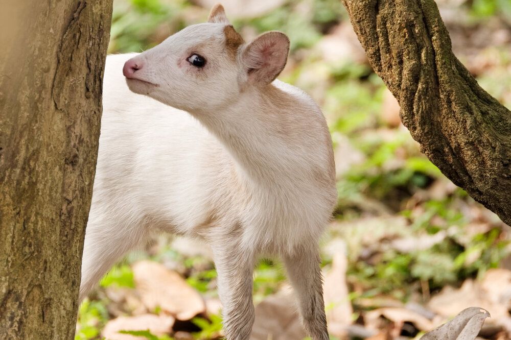 Kaziranga's White Jewel