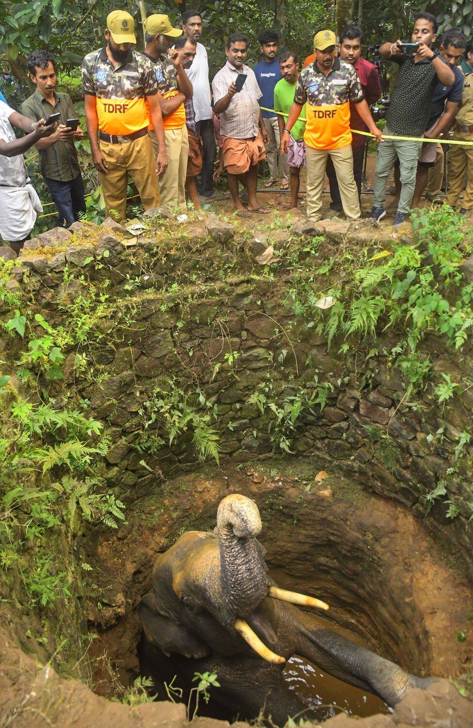 Trapped in the Depths: The 20-Hour Struggle of a Fallen Elephant Trapped in the Depths: The 20-Hour Struggle of a Fallen Elephant
