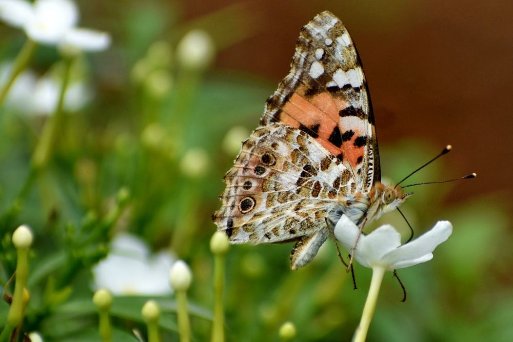 Photograph by Kriti Aggarwal