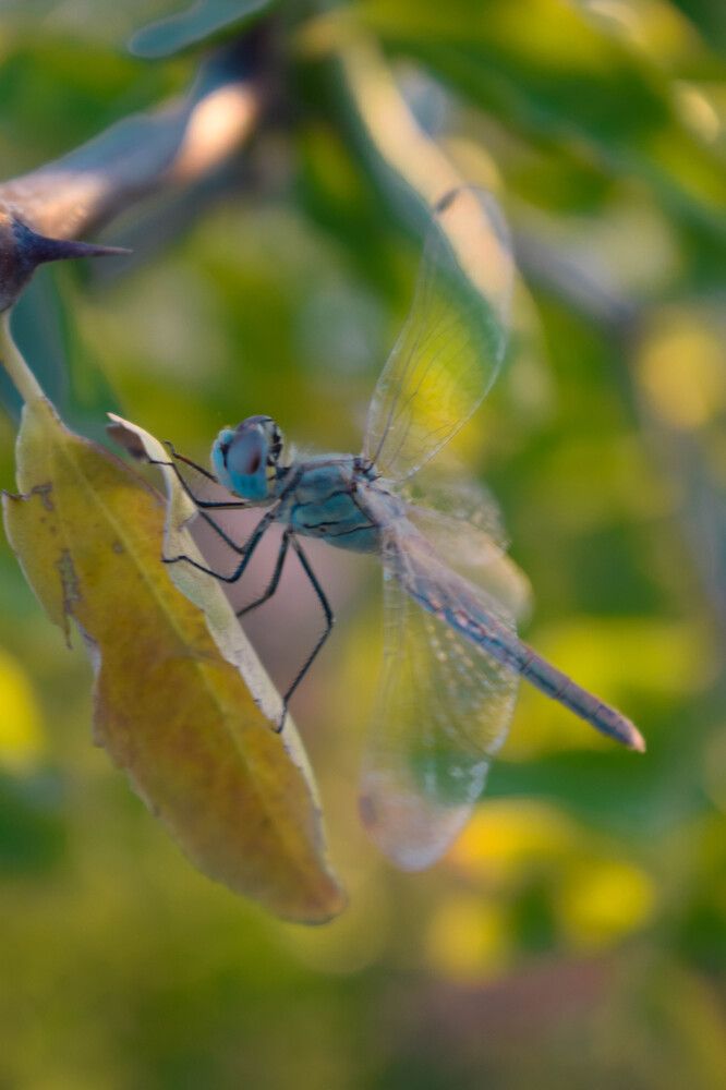 Фотография автора Адам Шаповалов