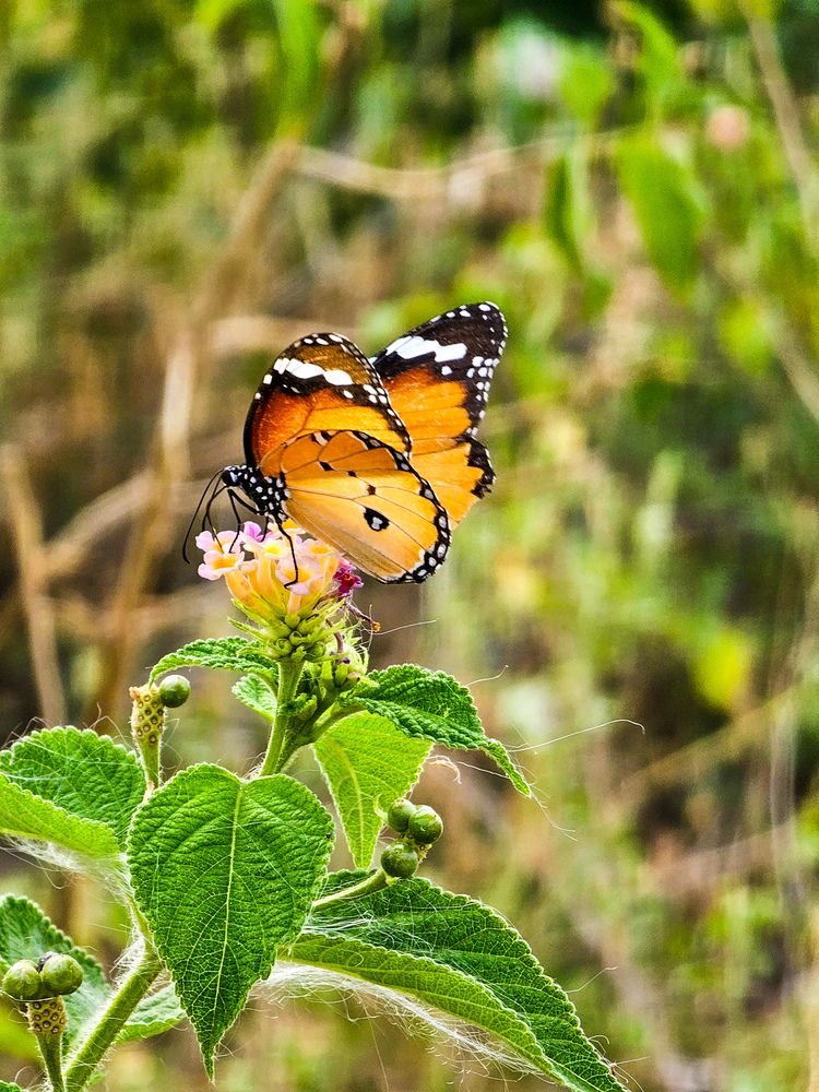 Photograph by Rashad Rafeudeen