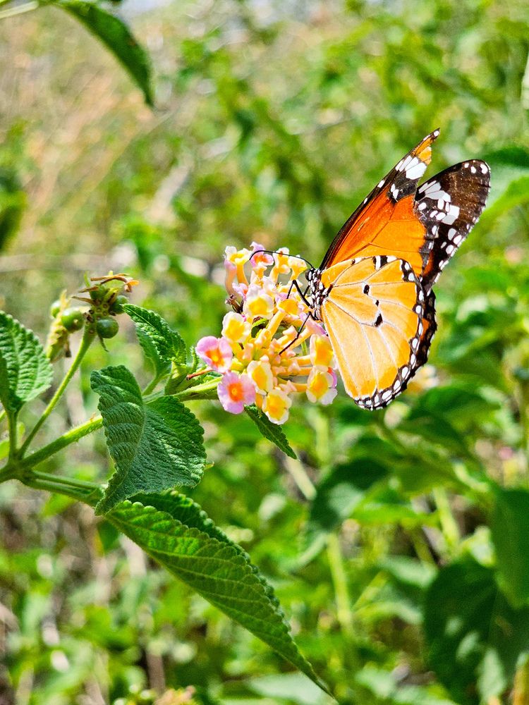 Photograph by Rashad Rafeudeen
