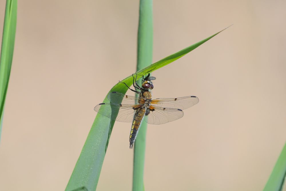 Фотография автора Григорий Борняков