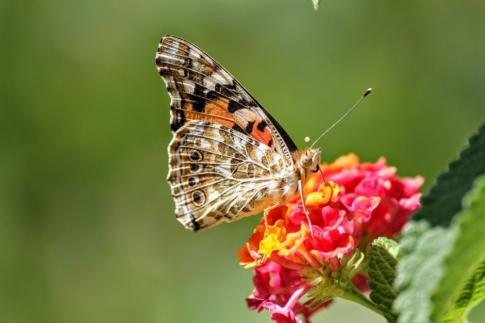 Photograph by volkan akan