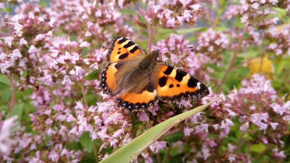 Photograph by Анастасия Дросу