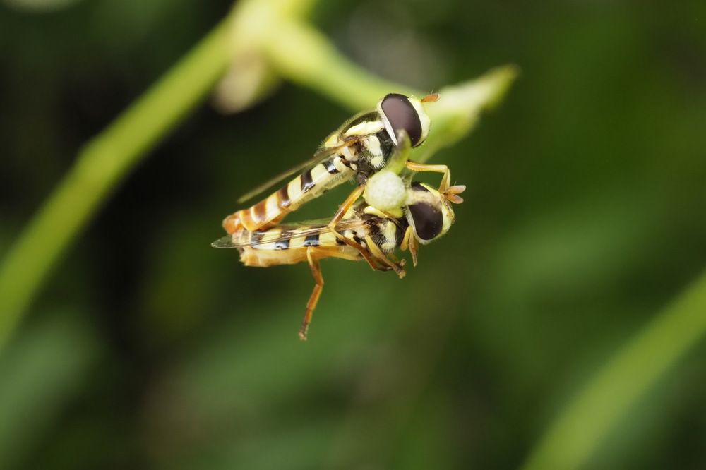 Фотография автора NARAYAN PATEL