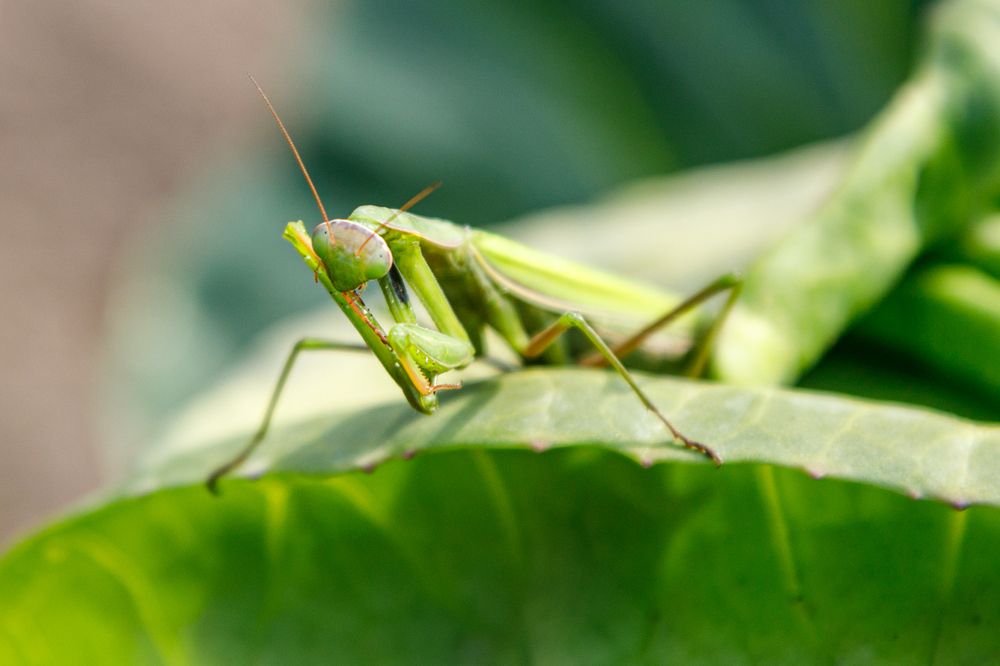 Богомол чистит свои хватательные ножки