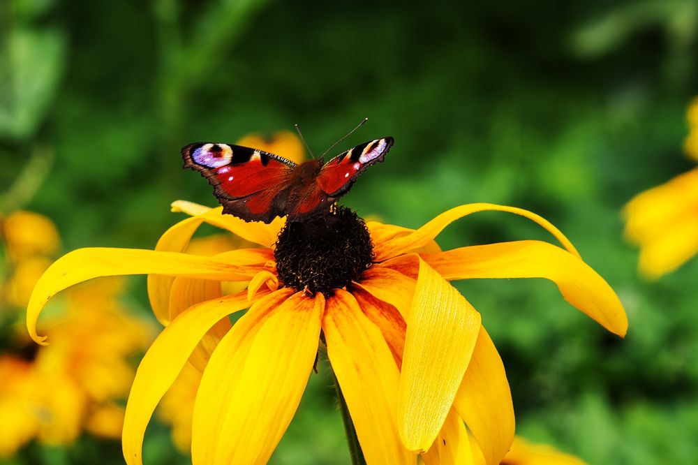 Фотография автора Мария Курицына