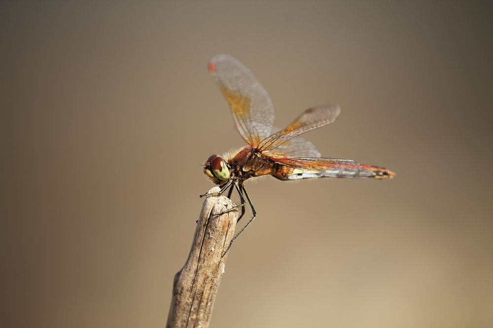 Фотография автора Мария Курицына