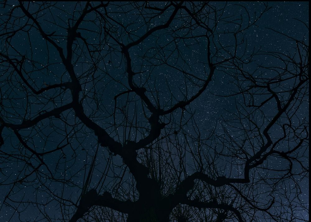 L'albero e le stelle