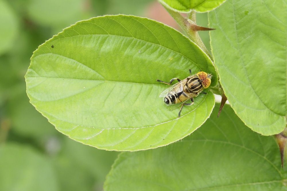 Фотография автора NARAYAN PATEL