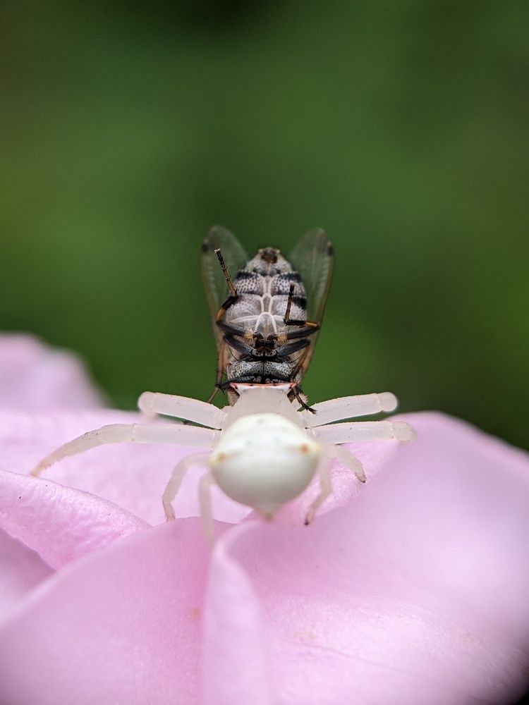 Photograph by Sai Krishna