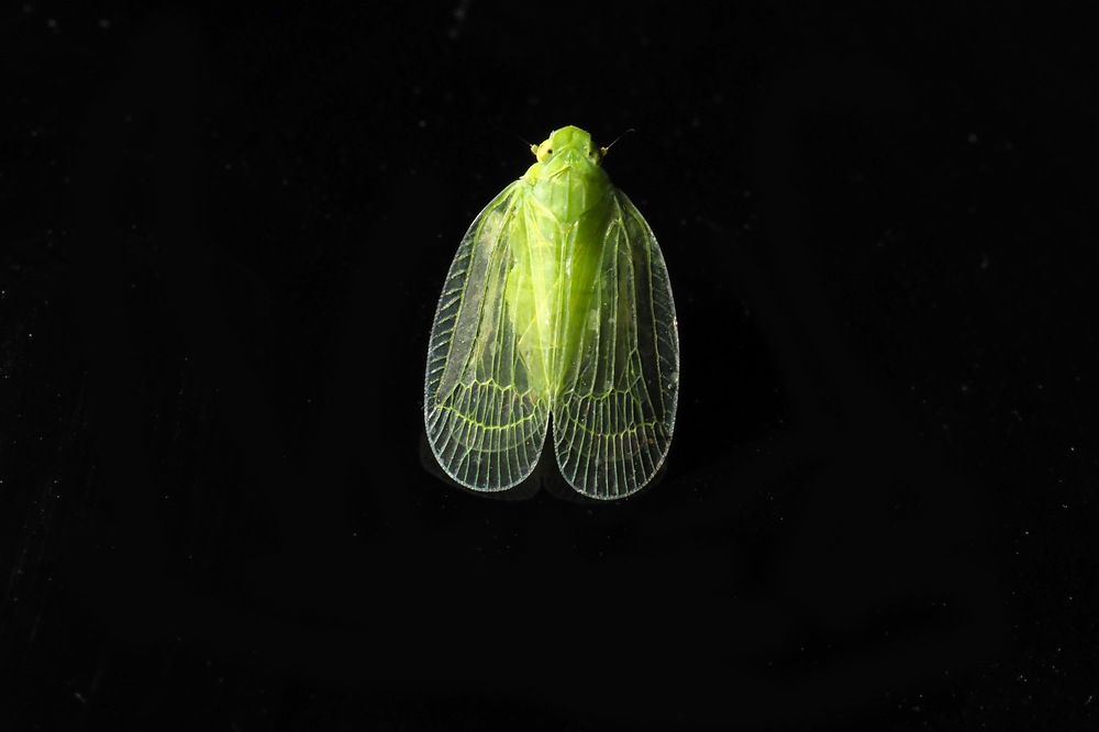 Planthoppers