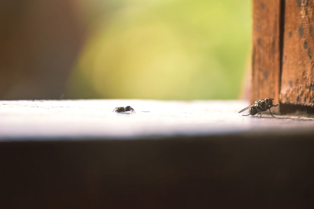 Photograph by Даников Анастасия