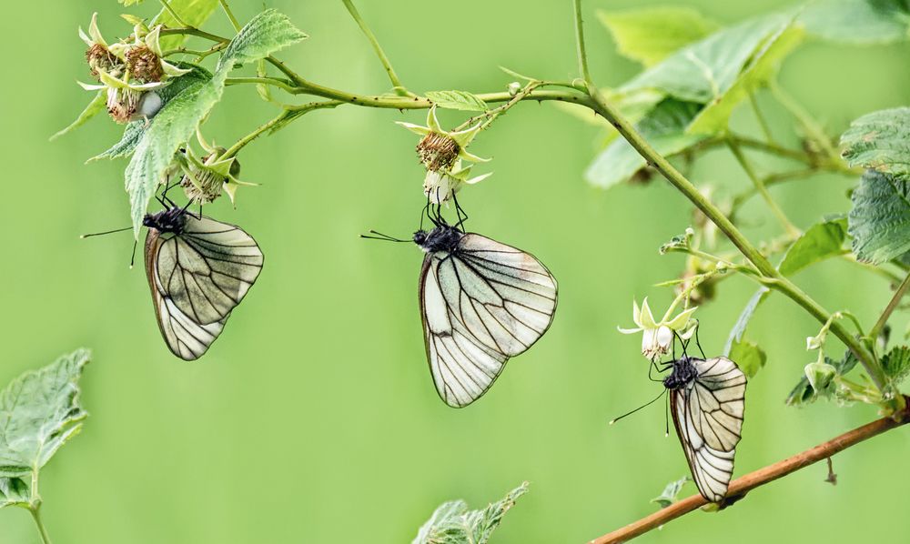 Белянка Pierinae.