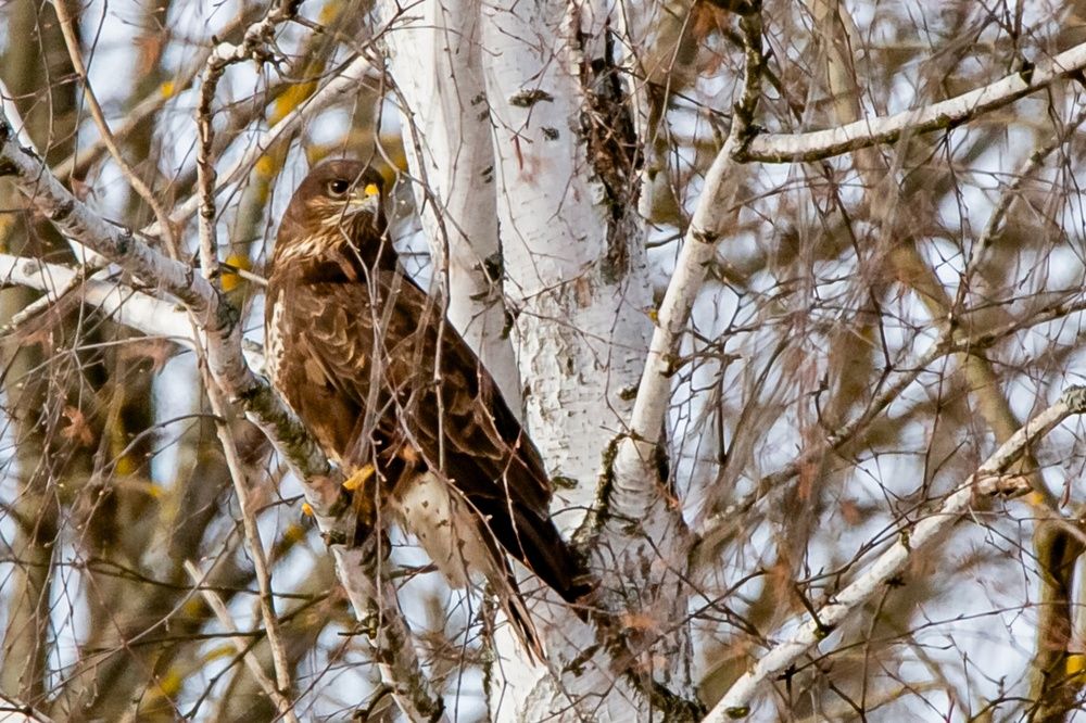 Photograph by Фомочкин Алексей