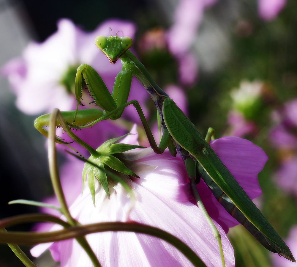 Фотография автора Сергей Гречихин